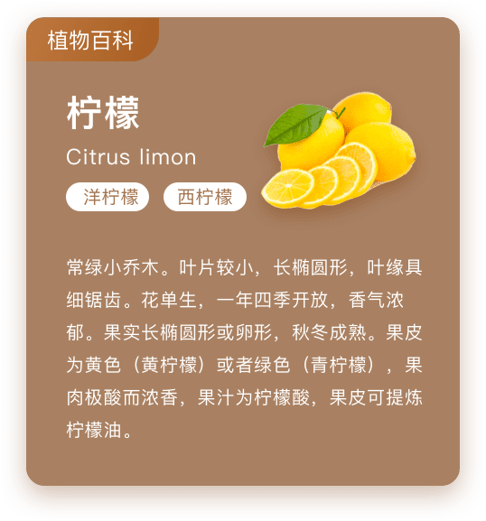 苗叔植物百科页面示意